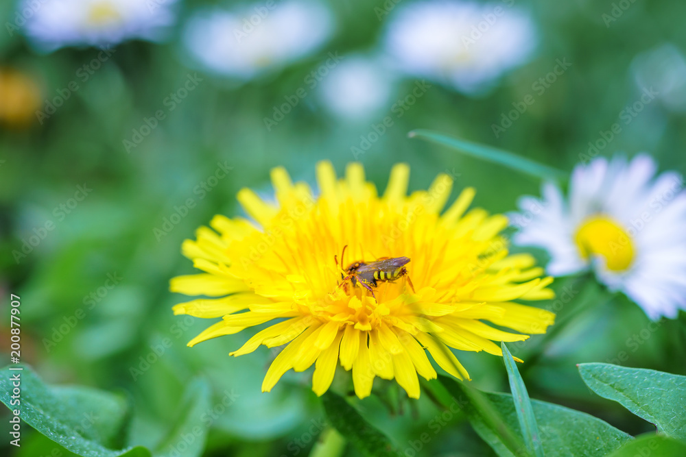 Spring daisy flowers with wasp looking for food in Paris, Eurpe. Wasps need key resources; pollen and nectar from a variety of flowers. Special macro lens for close-up, blurry, bokeh background. Spring daisy flowers with wasp looking for food in Paris, Eurpe. Wasps need key resources; pollen and nectar from a variety of flowers. Special macro lens for close-up, blurry, bokeh background.