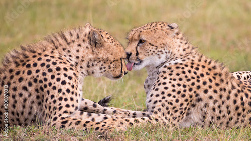 zwei schmusende Geparden in der Savanne Afrikas