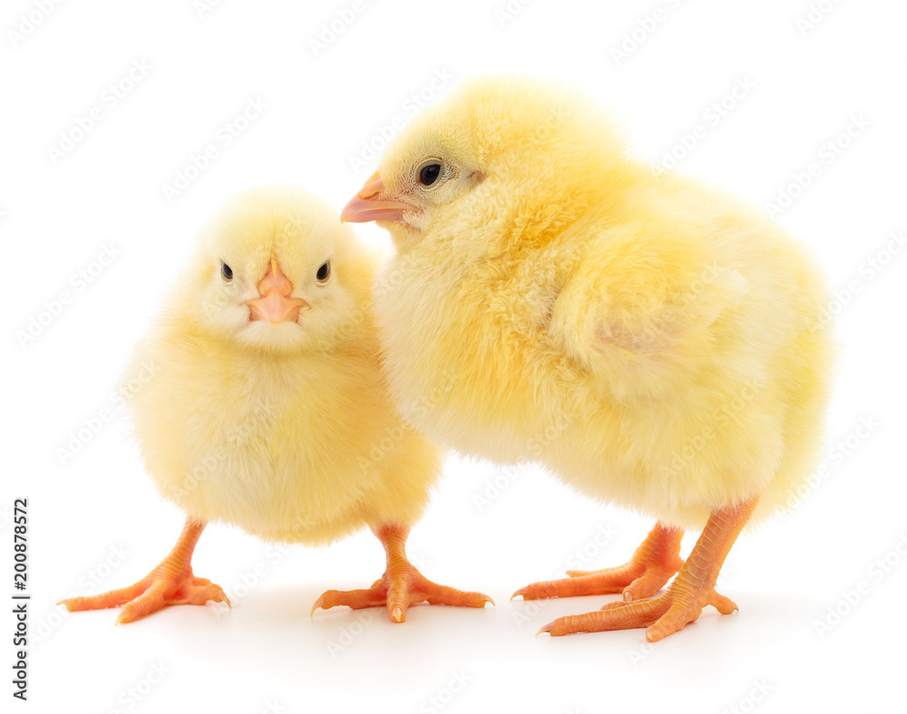 Two yellow chickens.