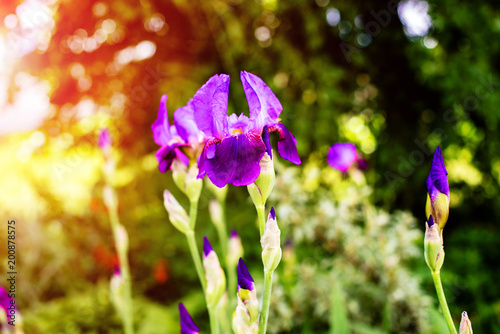 Fototapeta Naklejka Na Ścianę i Meble -  Purple irises bloom in the botanical garden 