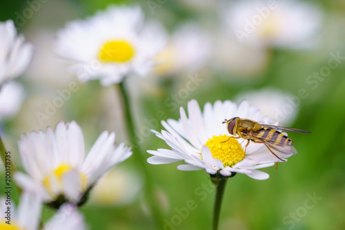 Spring daisy flowers with wasp looking for food in Paris  Eurpe. Wasps need key resources  pollen and nectar from a variety of flowers.  Special macro lens for close-up  blurry  bokeh background.