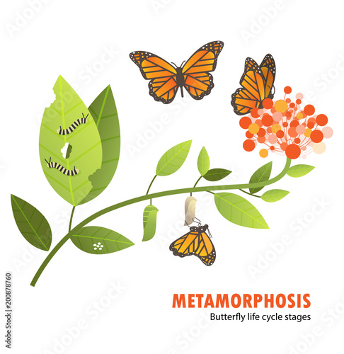 butterfly life cycle metamorphosis