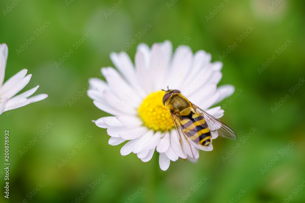 Wasp on the flower during spring in Pairs park, France, europe.Wasps need key resources such as pollen and nectar from a variety of flowers. True wasps have stingers that they use to capture insect Wasp on the flower during spring in Pairs park, France, europe.Wasps need key resources such as pollen and nectar from a variety of flowers. True wasps have stingers that they use to capture insect