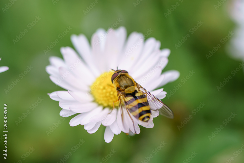 Wasp on the flower during spring in Pairs park, France, europe.Wasps need key resources such as pollen and nectar from a variety of flowers. True wasps have stingers that they use to capture insect Wasp on the flower during spring in Pairs park, France, europe.Wasps need key resources such as pollen and nectar from a variety of flowers. True wasps have stingers that they use to capture insect