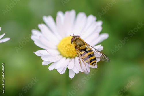 Spring daisy flowers with wasp looking for food in Paris, Eurpe. Wasps need key resources; pollen and nectar from a variety of flowers. Special macro lens for close-up, blurry, bokeh background.