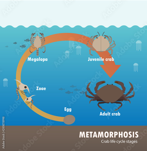 Crab life cycle metamorphosis