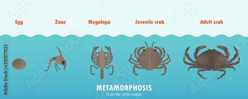 Crab life cycle metamorphosis