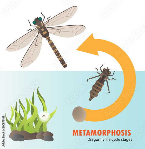 Dragonfly life cycle metamorphosis