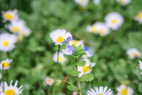 Spring beautiful daisy flower with blurry background with white and yellow color in Paris park during spring season.