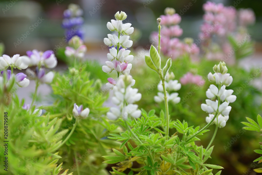 flower garden flower garden