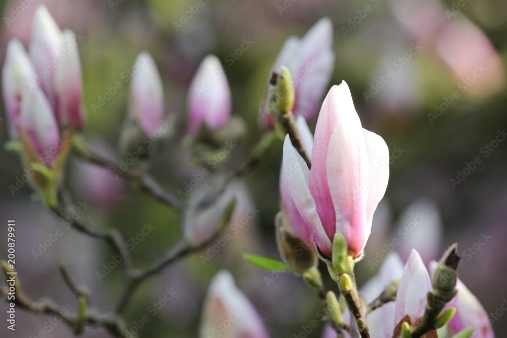 Obraz premium Magnolia blossoms, close up