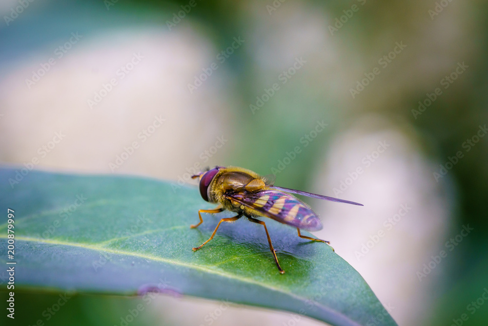 Wasp on the flower during spring in Pairs park, France, europe.Wasps need key resources such as pollen and nectar from a variety of flowers. True wasps have stingers that they use to capture insect Wasp on the flower during spring in Pairs park, France, europe.Wasps need key resources such as pollen and nectar from a variety of flowers. True wasps have stingers that they use to capture insect