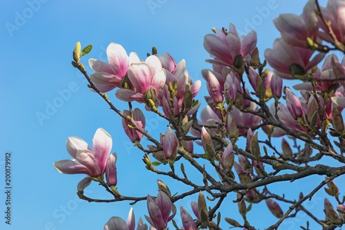 magnolia blossoms