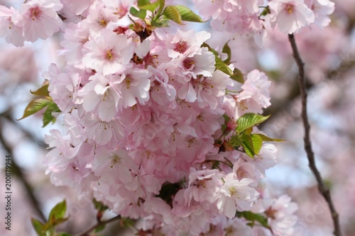 Sakura blossom