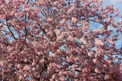 Sakura blossom