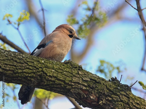 Jay, Garrulus glandarius