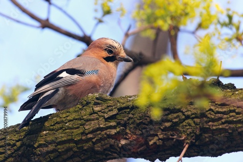 Jay, Garrulus glandarius