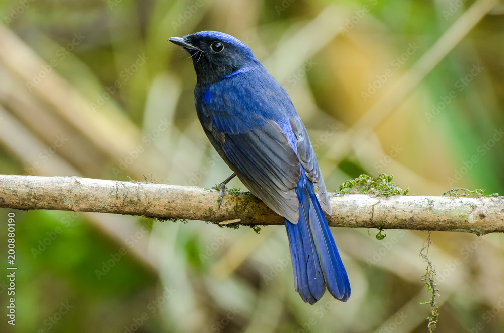 male Large Niltava (Niltava grandis) in nature Thailand male Large Niltava (Niltava grandis) in nature Thailand