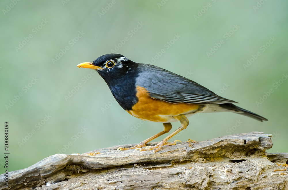 Black-breasted Thrush or Turdus dissimilis, beautiful bird standing on timber with green background, Thailand.. Black-breasted Thrush or Turdus dissimilis, beautiful bird standing on timber with green background, Thailand..
