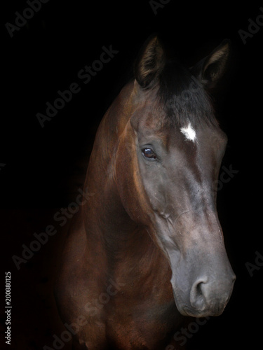 Fototapeta Naklejka Na Ścianę i Meble -  Bay Horse Head Shot