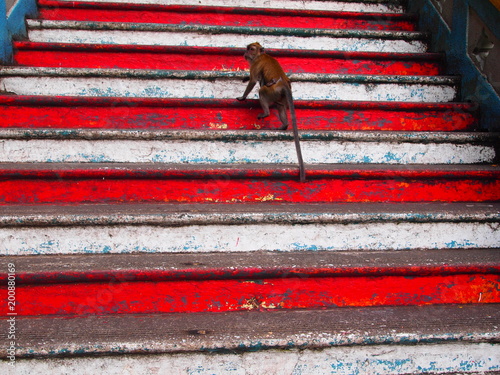 Macaque climbing red and white stairs