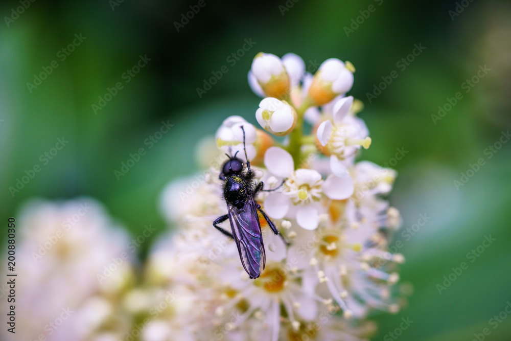 Spring flowers with wasp looking for food in Paris, Eurpe. Wasps need key resources; pollen and nectar from a variety of flowers. Special macro lens for close-up, blurry, bokeh background. Spring flowers with wasp looking for food in Paris, Eurpe. Wasps need key resources; pollen and nectar from a variety of flowers. Special macro lens for close-up, blurry, bokeh background.