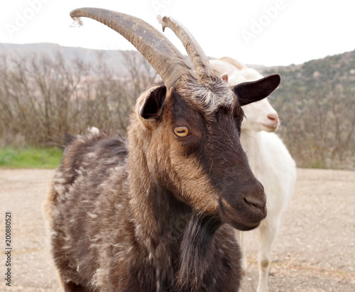 big black goat