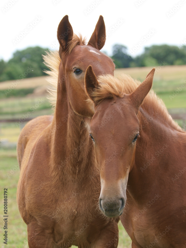 Naklejka premium Two Foals