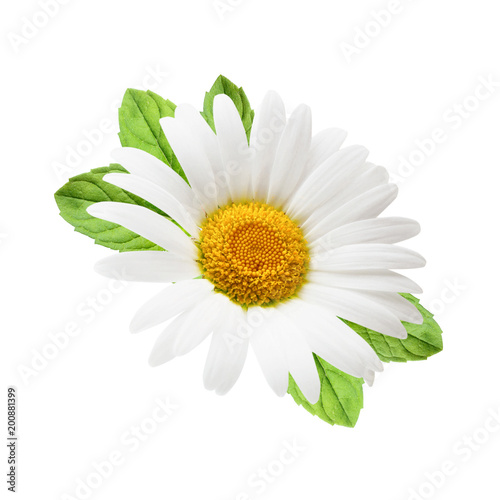 Chamomile flowers with mint leaves composition isolated on white background as package design element.
