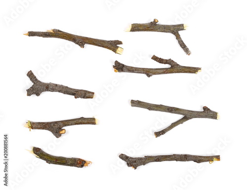 Dry branches isolated on white background, top view