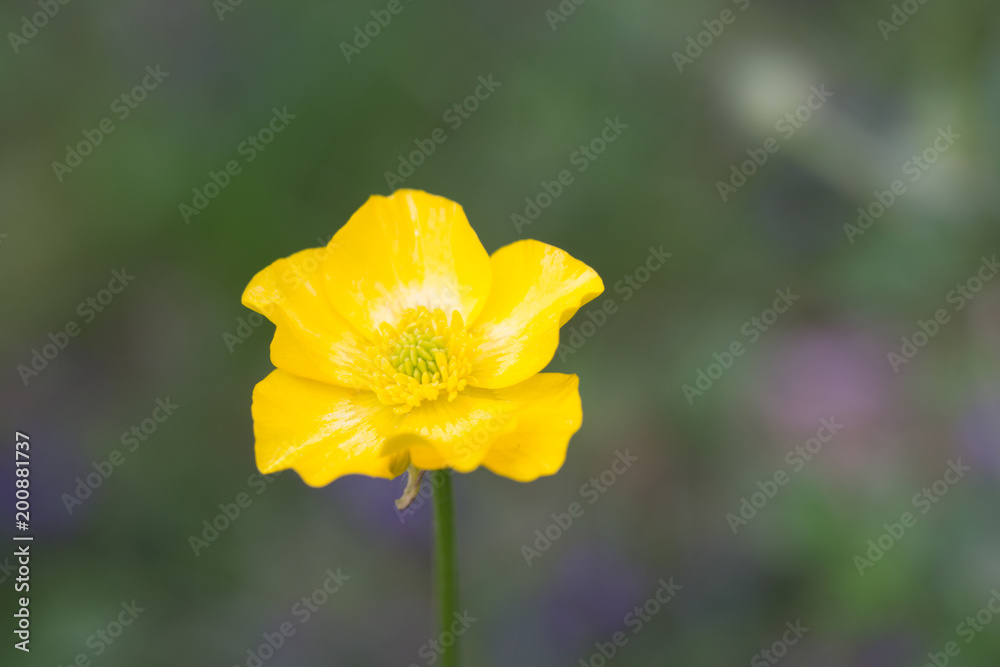 Obraz premium beautiful single european spring flower in the garden in Paris, France. taken with DOF.