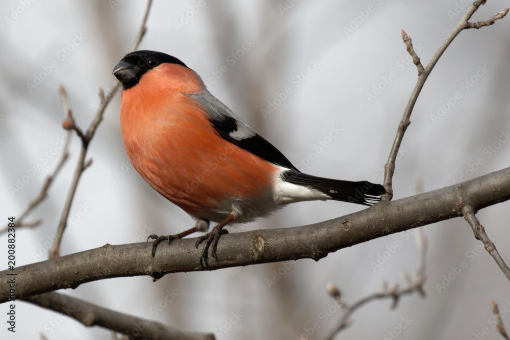 Cute bullfinch is sitting on a tree branch. Animals wildlife. Cute bullfinch is sitting on a tree branch. Animals wildlife.