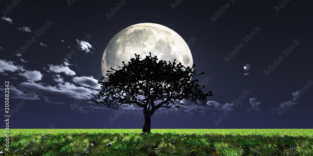 tree night full moon tree night full moon