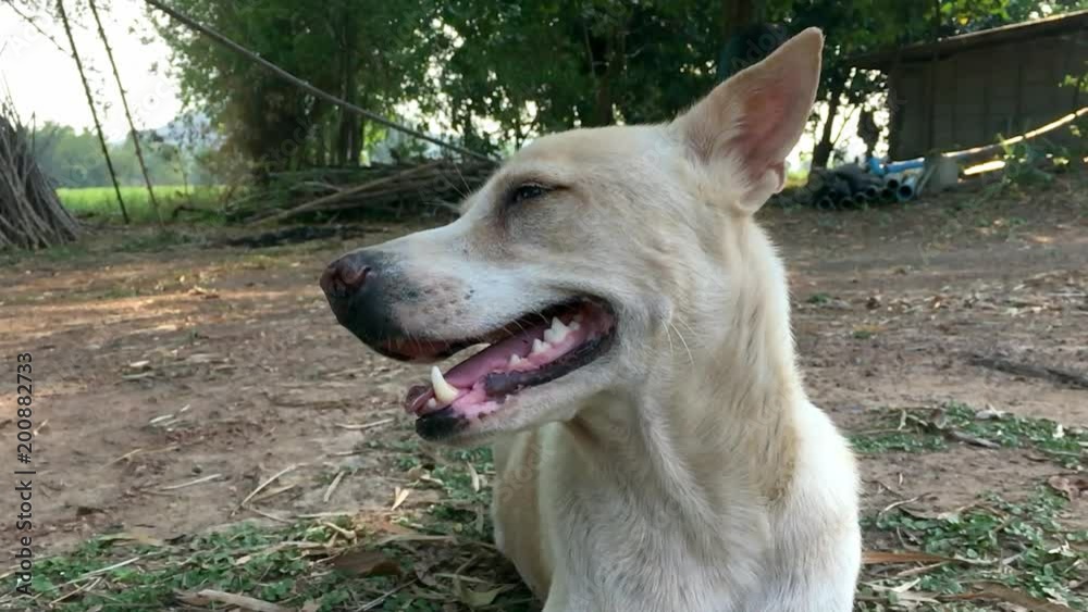 Slow-motion of white dog smiling Slow-motion of white dog smiling