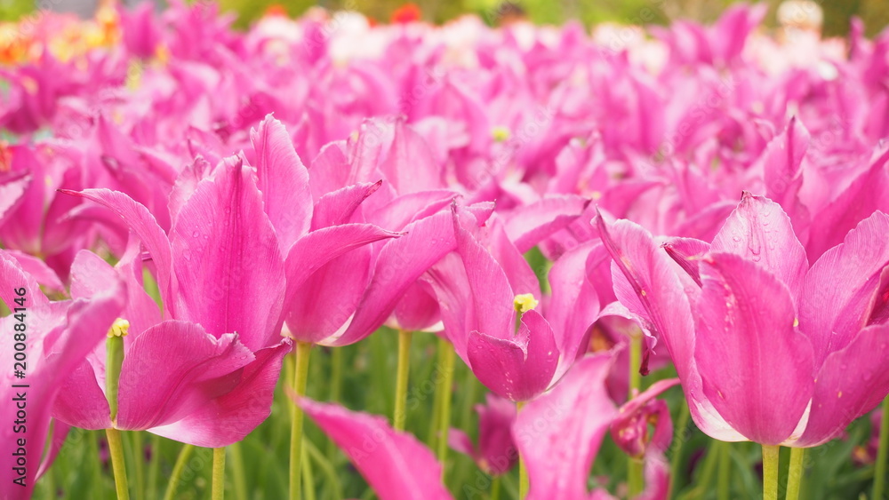 雨の日の花畑 雨の日の花畑