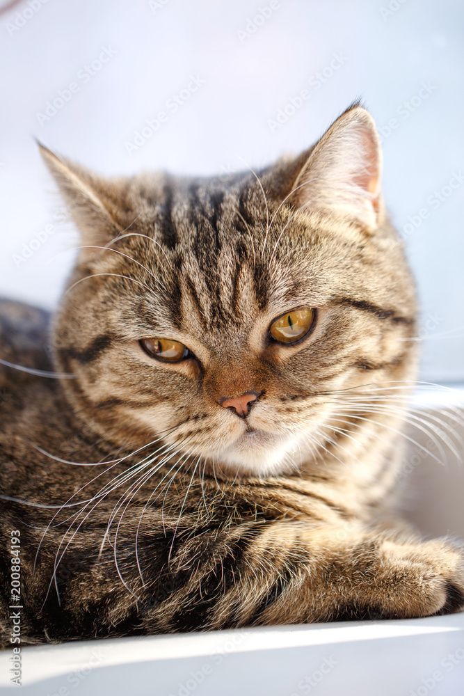 Portrait of cat close-up