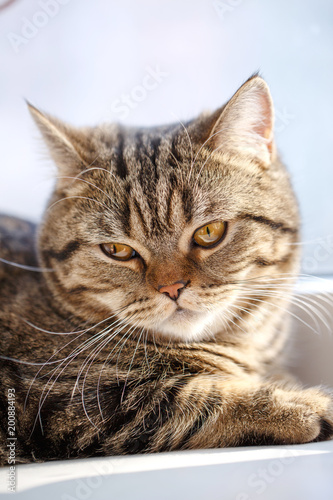 Portrait of cat close-up