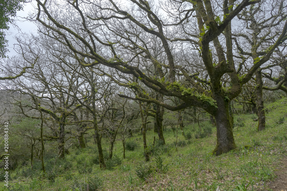 El bosque encantado del parque natural de los alcornocales, Cádiz El bosque encantado del parque natural de los alcornocales, Cádiz