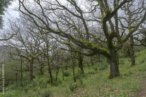 El bosque encantado del parque natural de los alcornocales, Cádiz