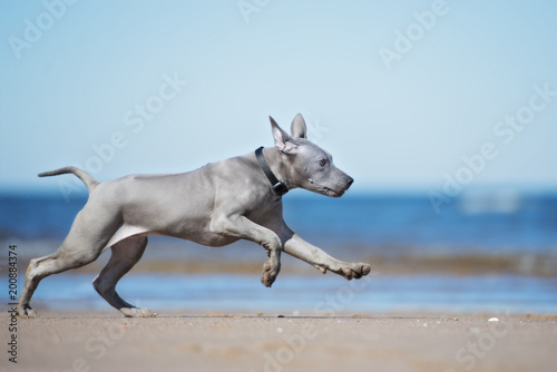 happy thai ridgeback puppy running on a beach