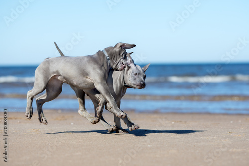 two thai ridgeback puppies playing on a beach