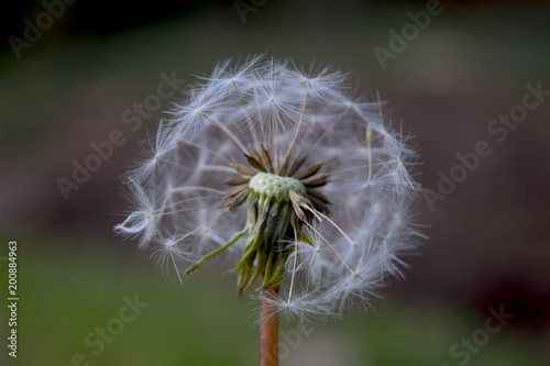 Fototapeta Naklejka Na Ścianę i Meble -  Diente de león - 43