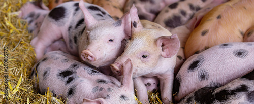 Ferkel Schweine Säue