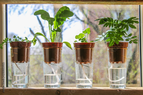 Wick watering. Plants in pots on glasses stand on a shelf on a window. photo