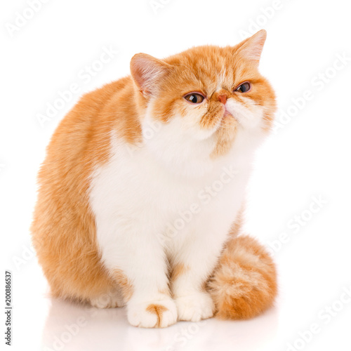 Φωτογραφία Animal, cat, pet concept - exotic cat on a white background.