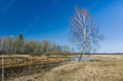 Single birch, forest and marshy areas