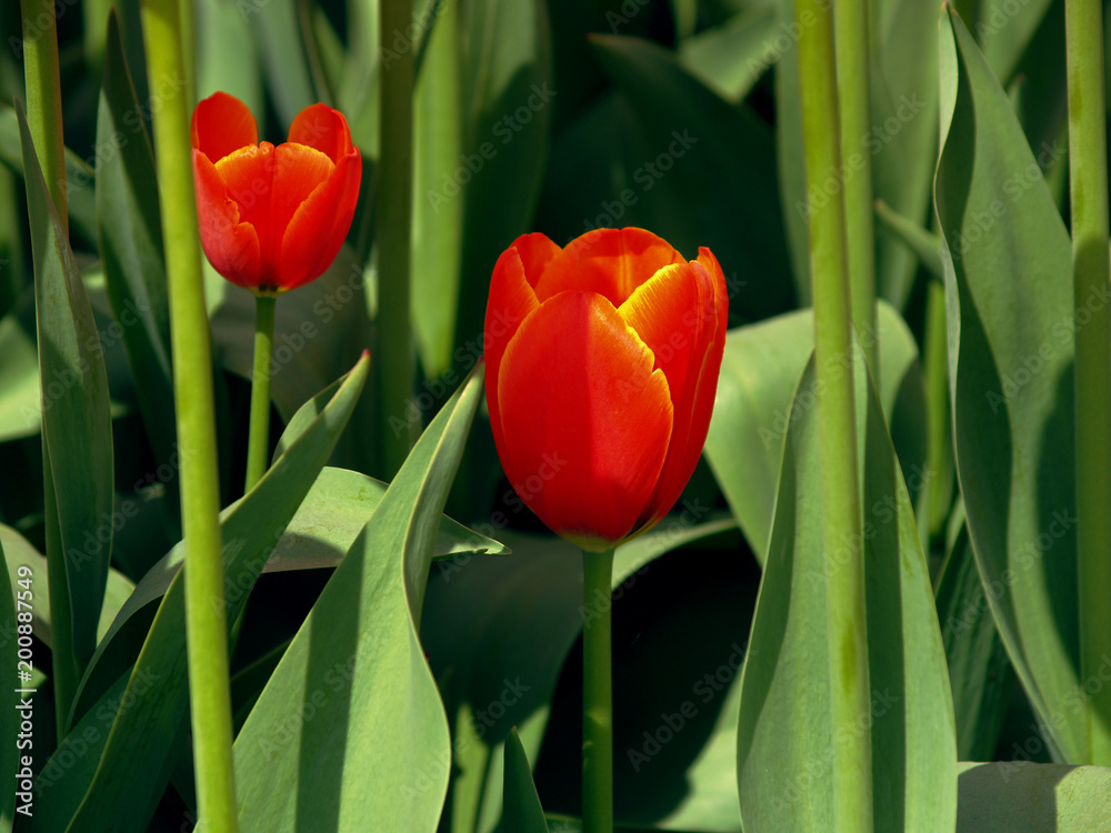 Fototapeta premium tulipe, fleur, printemps, rouge, tulipe, nature, fleur, vert, jardin, fleures, bouquet, fleurir, floral, plante, beauté, rose, flore, isolé, blanc, couleur, coloré, été, feuille, jaune