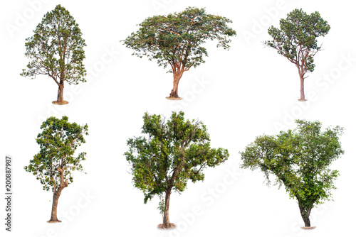 Trees Collection. Fresh and green tropical and garden tree isolated on a white background for world earth day concept.