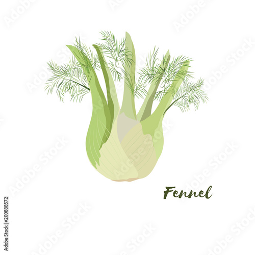Fennel. Flat design. Vector illustration.