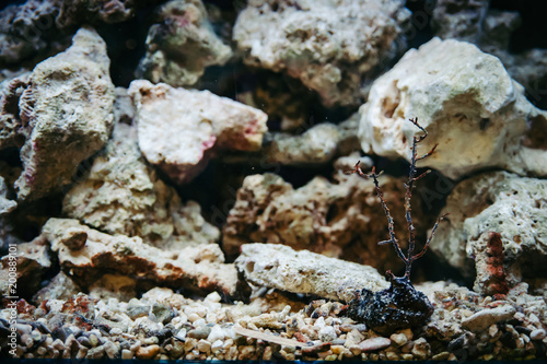 Underwater vegetation on a background of a coral reef.